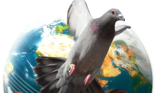 Palomas mensajeras:  un ave que ha hecho historia !!