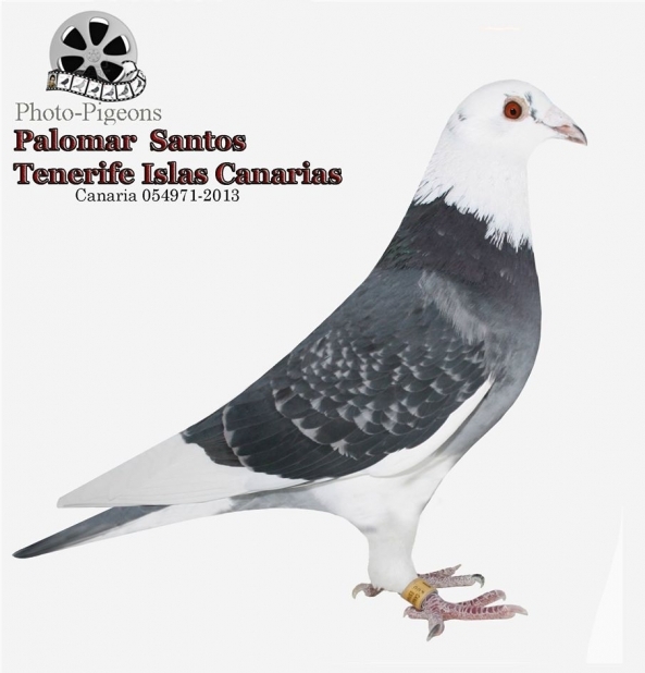 La Pinta 971