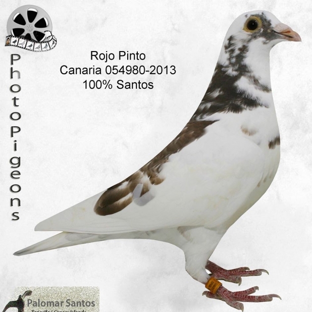 Blanco Rojo