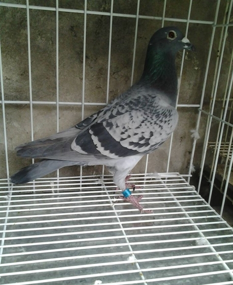 EL CHICHON