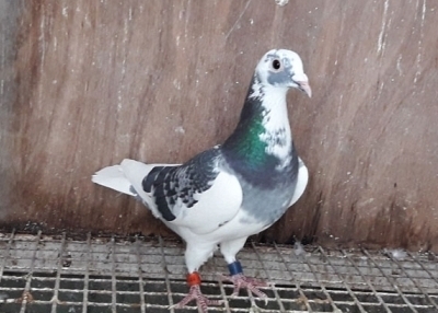 La Payasa
