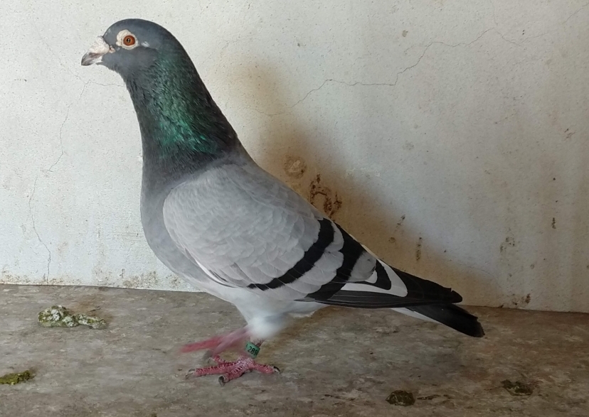 El Peiren