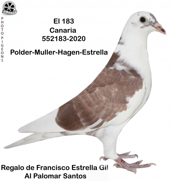 El Gaviota