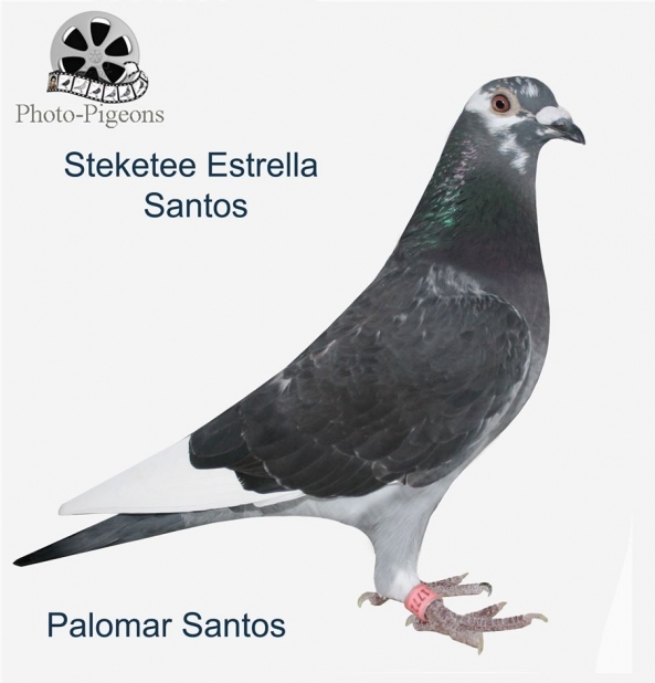 Stekete