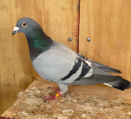 Roodhooft 979