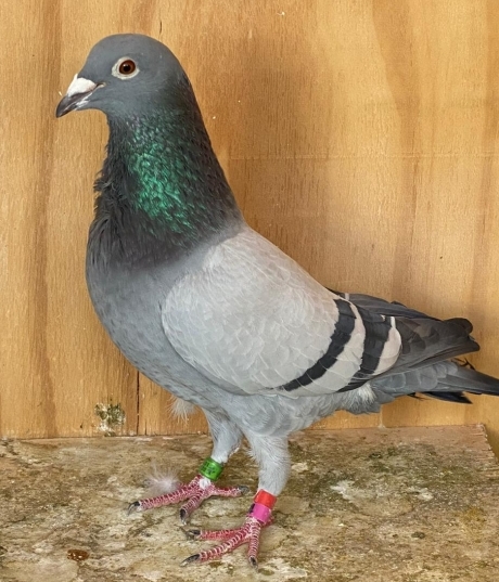 Gino Clicque 517