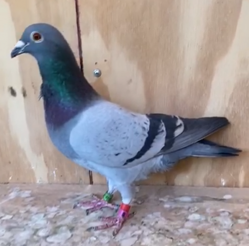 Gino Clicque 410