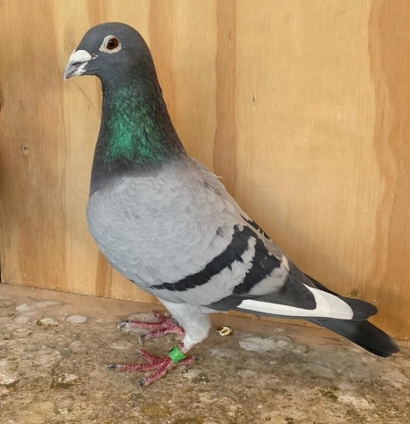 Marc de Cock 141
