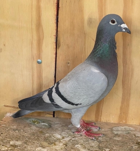 Marc de Cock 337