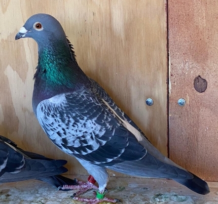 Marc de Cock 769