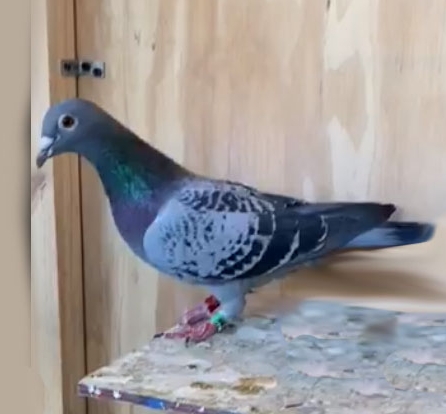 Marc de Cock 776