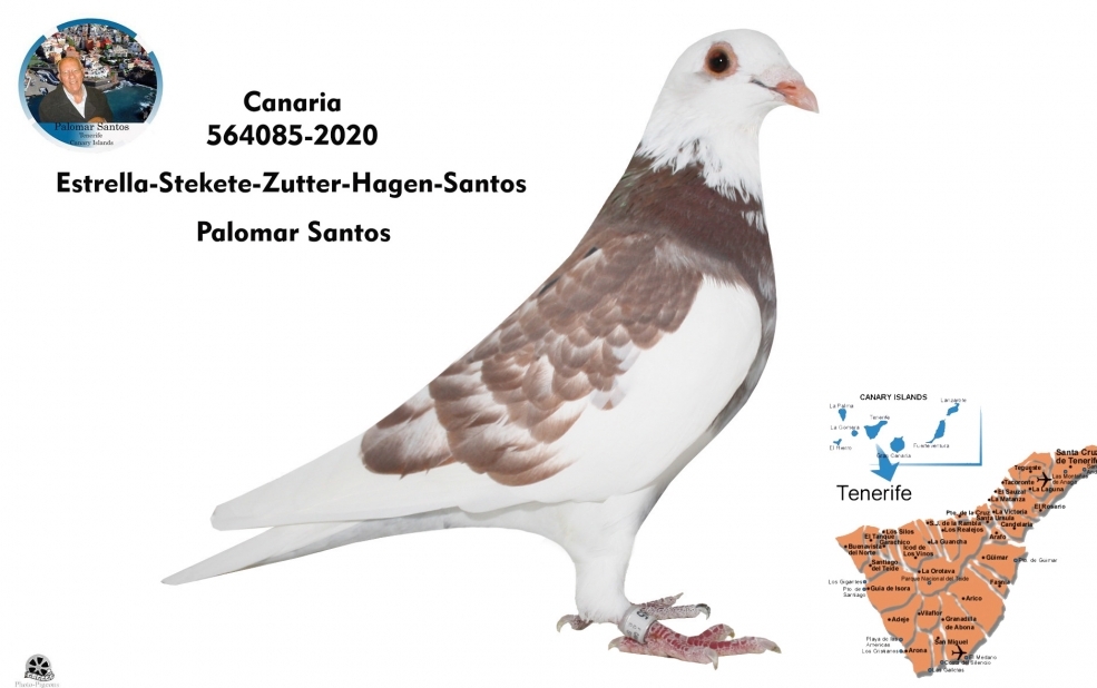 Rojo nevado 2020