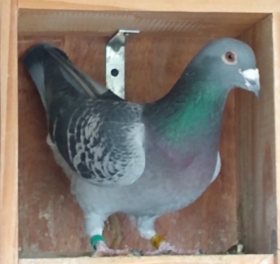 EL NEGRITO FEO