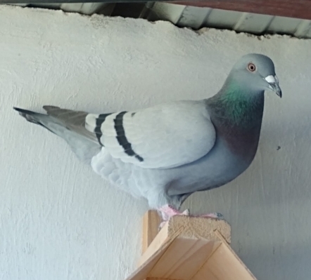 LA ROTHOOFF