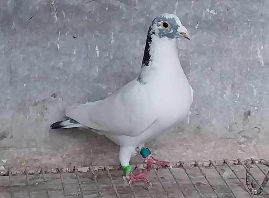 LOBO HNOS - SORENSEN KRUMP REY