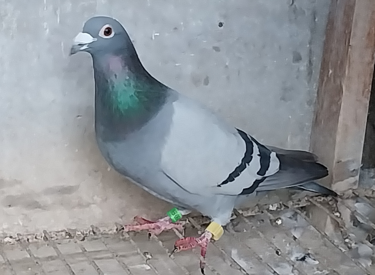 PICOLLA