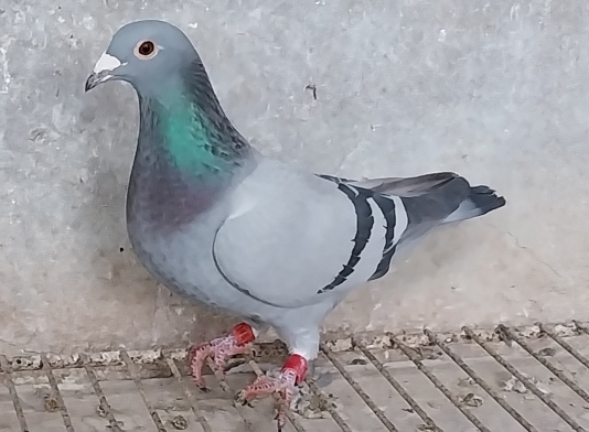 DURANTI - MUSSI - REY