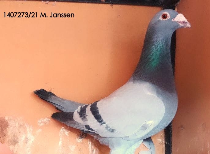 JANSSEN