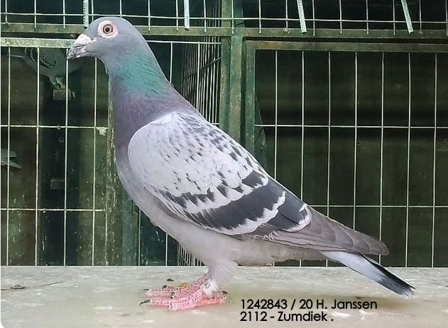 JANSSEN