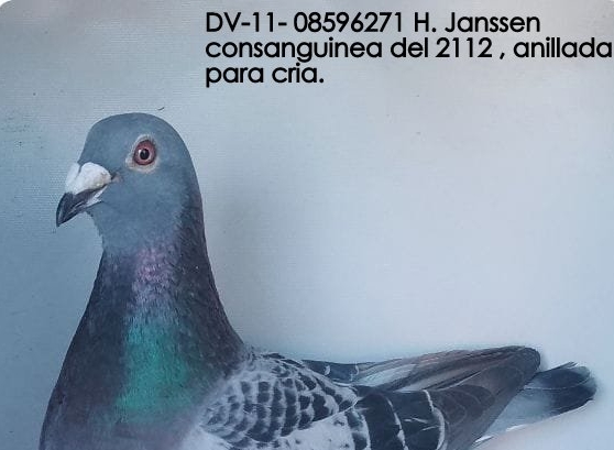 JANSSEN