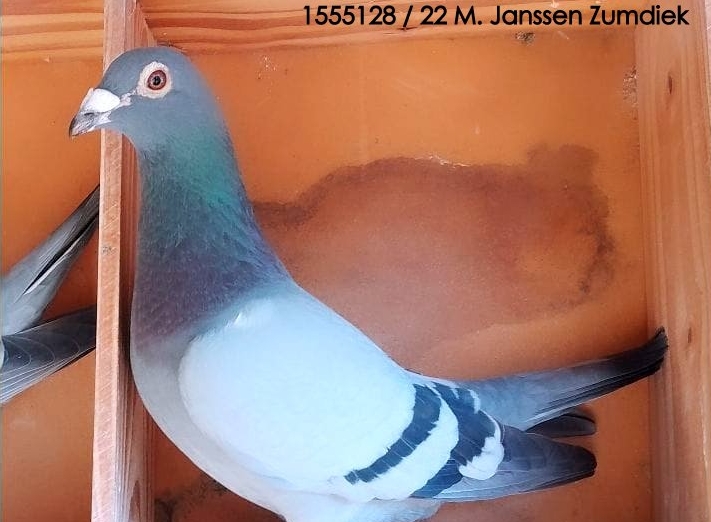 JANSSEN