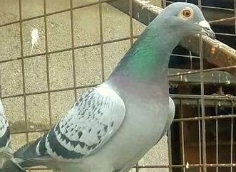 JANSSEN