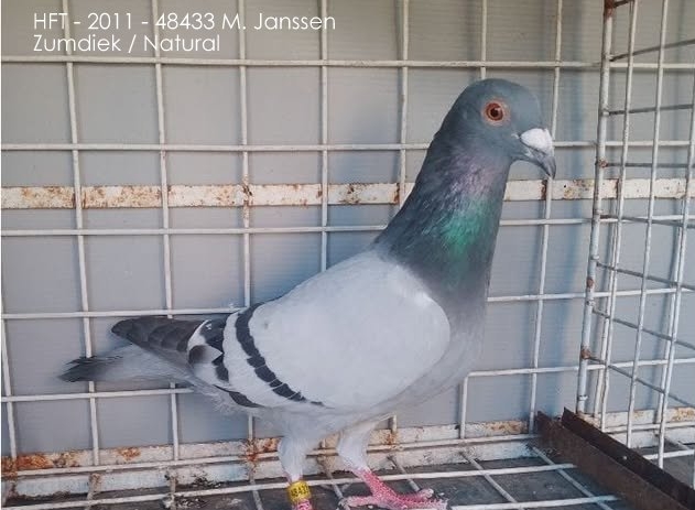 JANSSEN