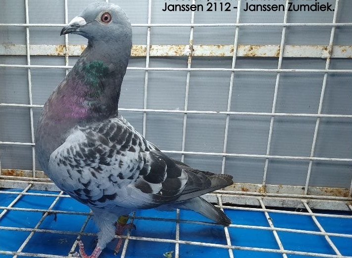 JANSSEN