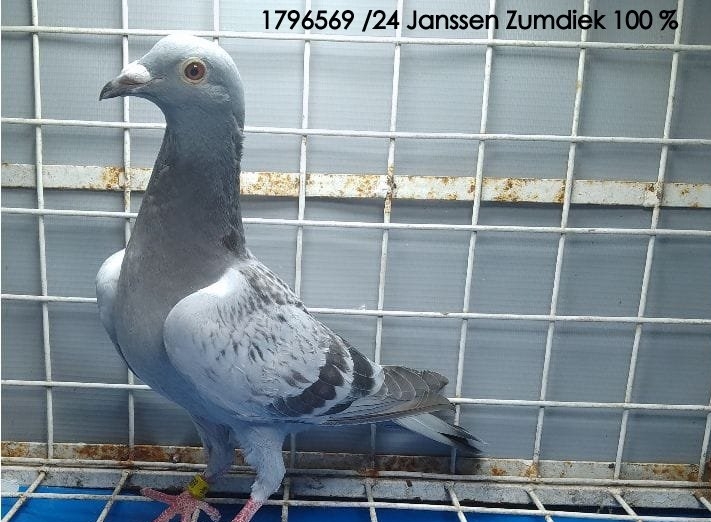 JANSSEN ZUMDIEK 100%