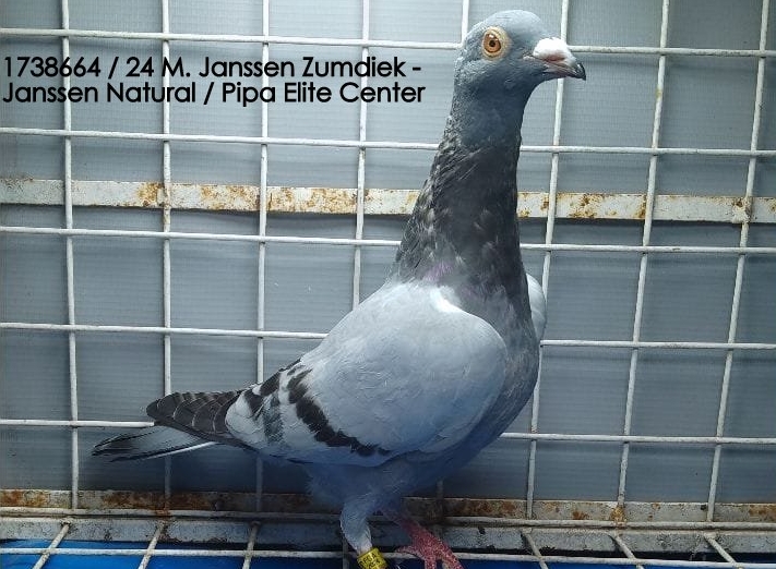 JANSSEN x Debusschere / K Saudoyes (M. LAGRUTTA)