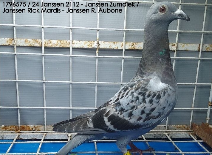 JANSSEN