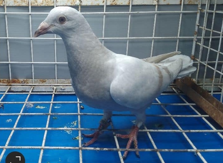 JANSSEN
