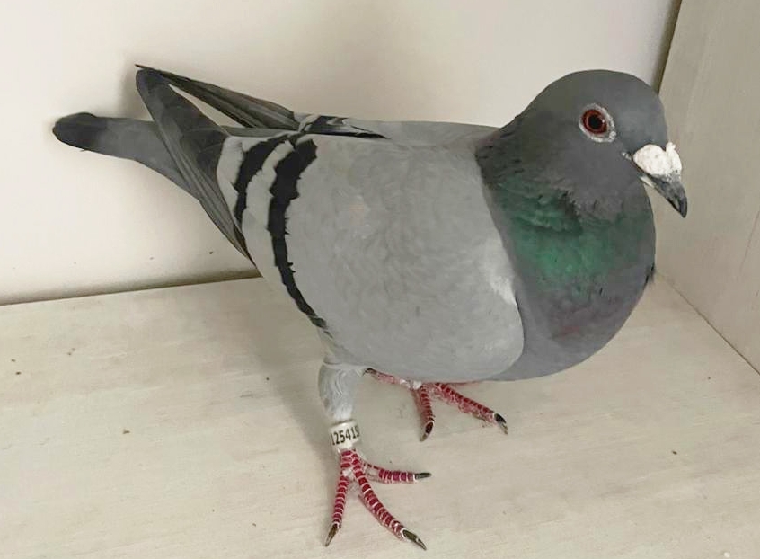 PIPA -  VANDEHEDE